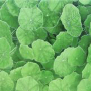 Estanque Viejo Verde 