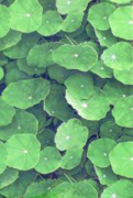 Lotus Verde 
