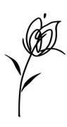 Decor Blancos Tulipan Blanco